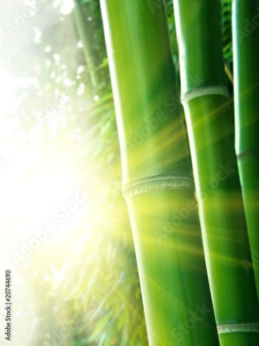 Bamboo and bright sunshine
