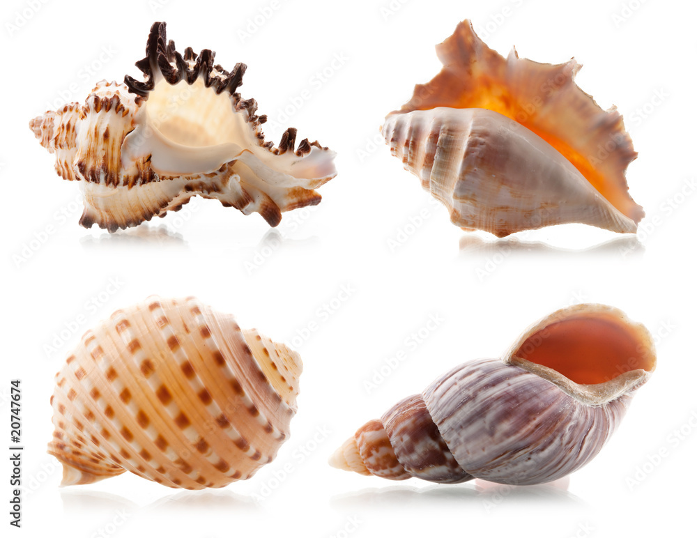 Four sea shells Four sea shells