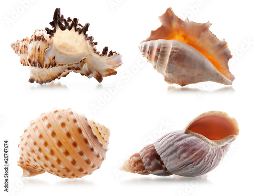 Four sea shells