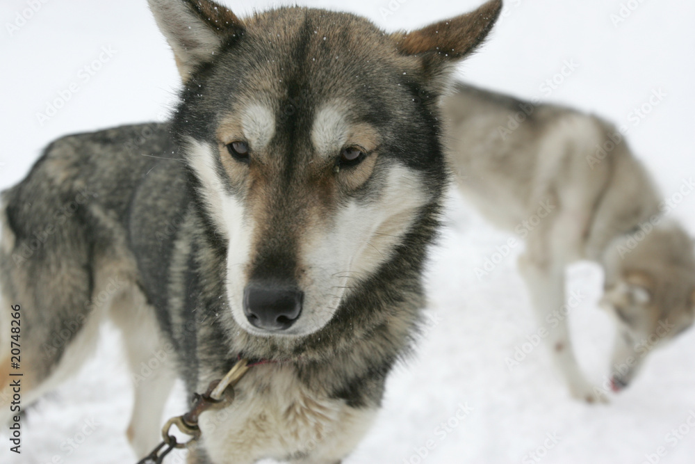 Naklejka premium Husky