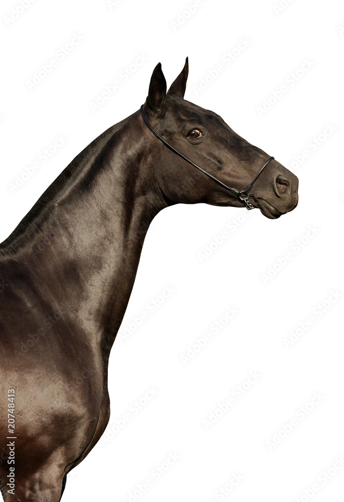 Fototapeta premium Black horse isolated