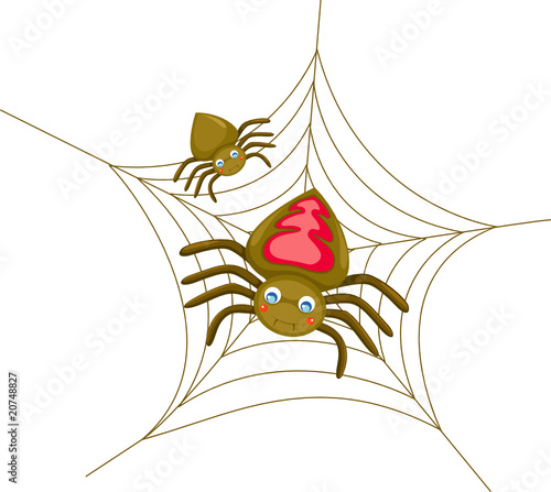 spiders