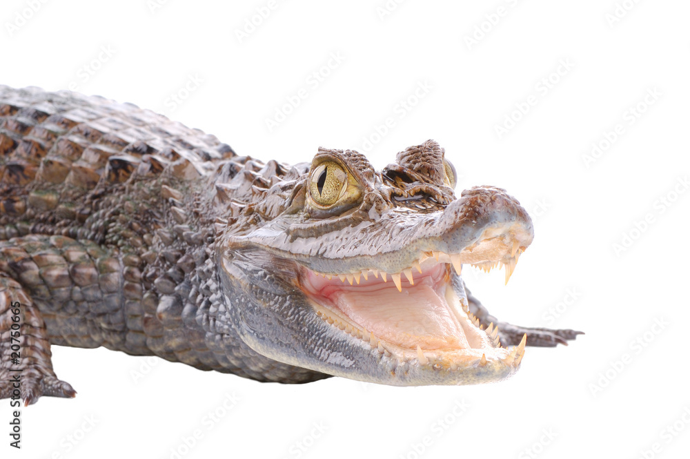 Fototapeta premium alligator isolated on a white