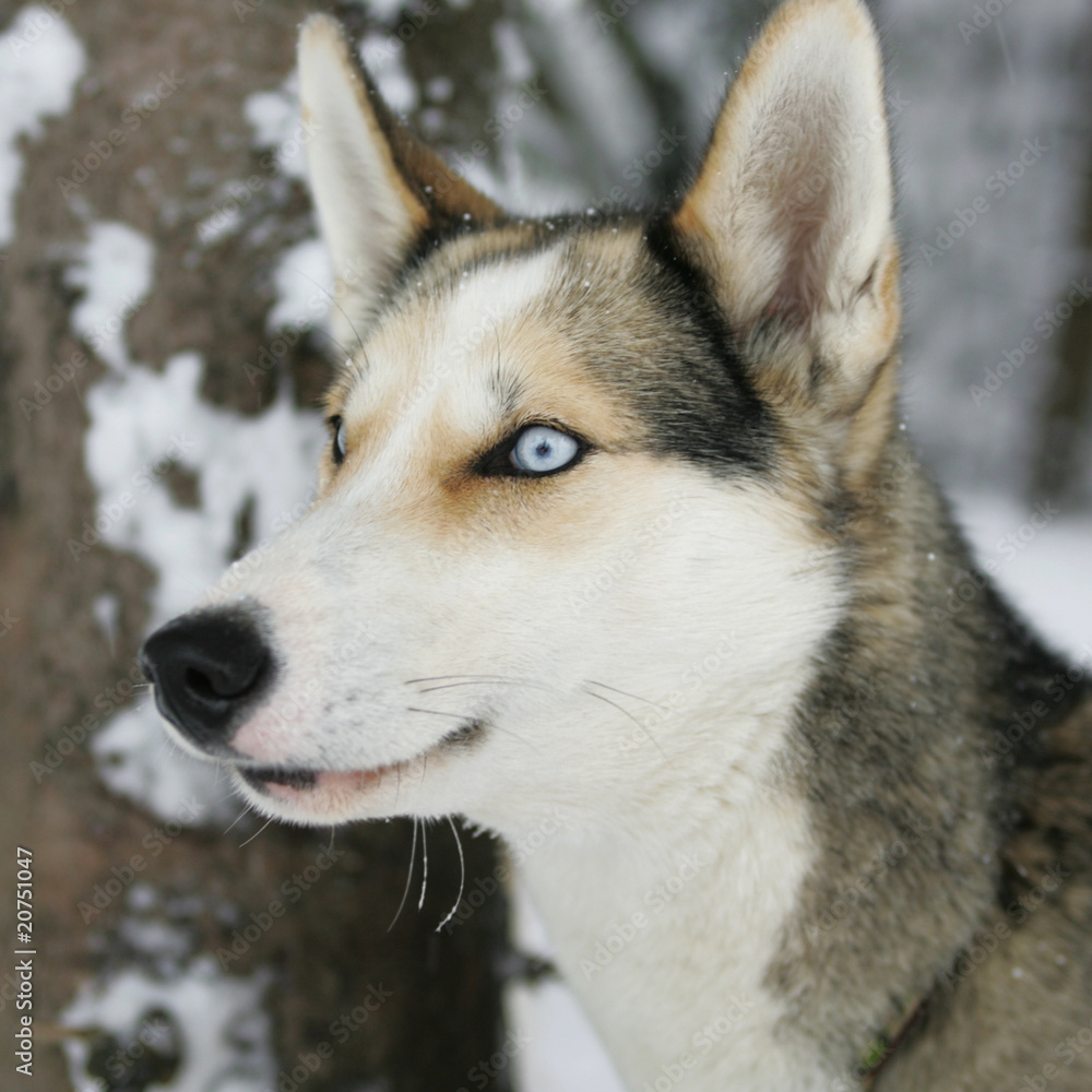 Obraz premium Husky