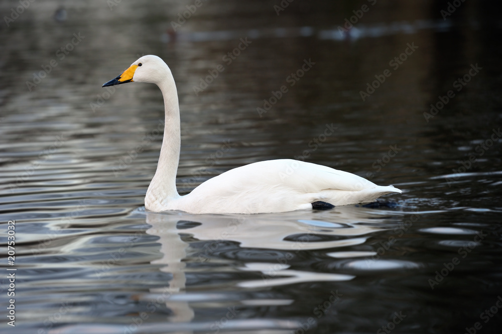 Whooper Swan (Cygnus sygnus) swimming across a lake Whooper Swan (Cygnus sygnus) swimming across a lake