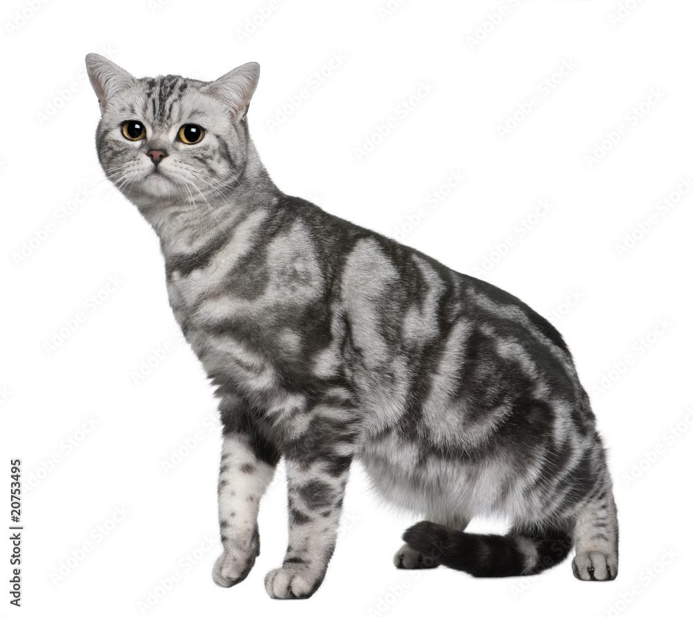 Fototapeta premium British Shorthair standing and looking at the camera