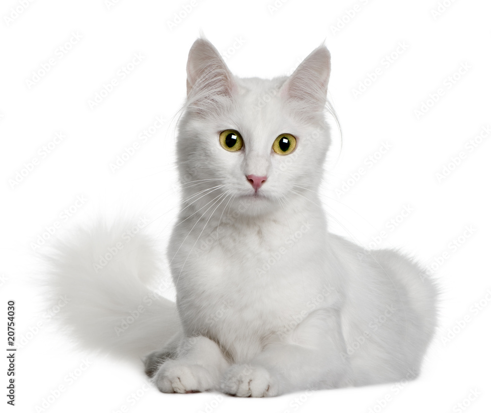 Obraz premium Front view of Turkish Angora, lying down and looking the camera