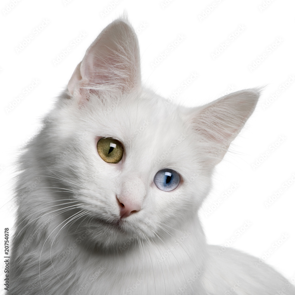 close up of a Turkish Angora (18 months old), looking down