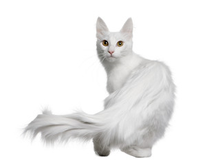 Rear view of Turkish Angora, standing and looking the camera