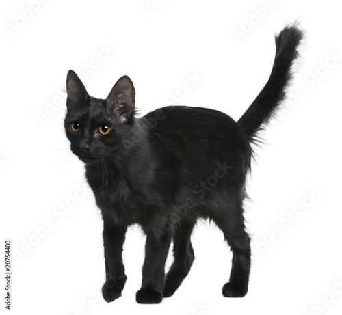 Side view of Black Turkish Angora, standing and looking away © Eric Isselée