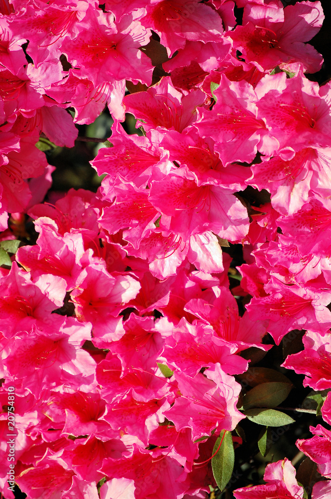 Hot Pink Flowers Hot Pink Flowers