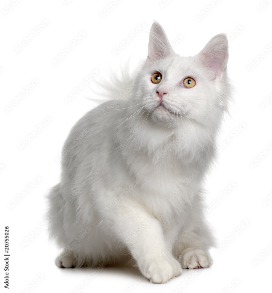 Front view of White maine coon, sitting and looking up
