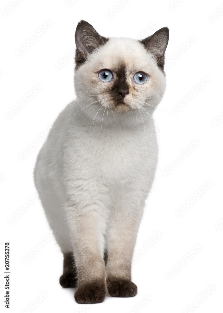 Front view of British Shorthair kitten (4 months old), standing