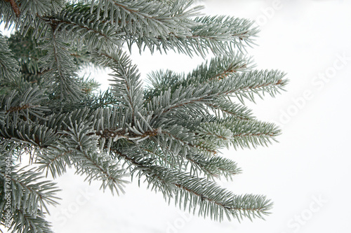 branch of fir, covered with hoar-frost