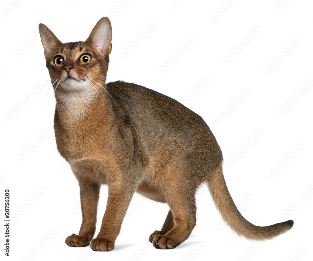 Side view of Abyssinian, standing and looking up