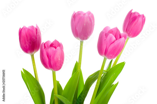 five pink tulips bouquet © percent
