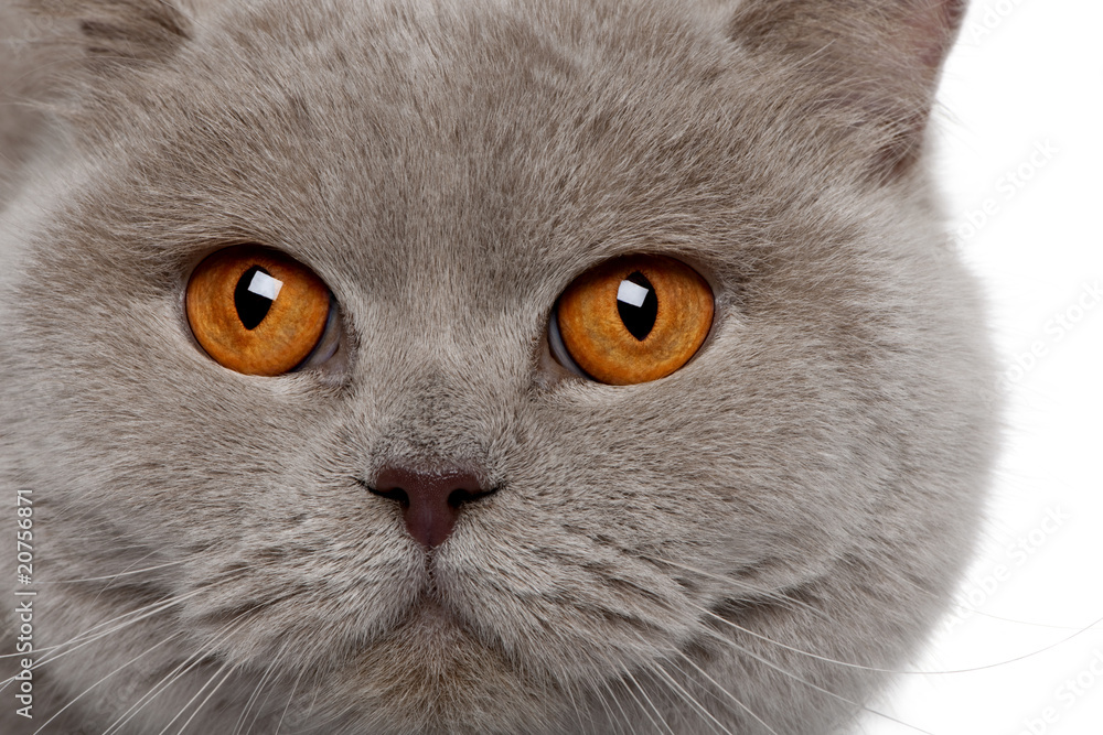 close up of a british shorthair (4 years old)