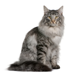 Front view of a Siberian, sitting and looking the camera