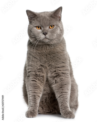 Front view of british shorthair (10 months old), sitting