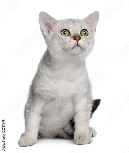 Front view of Asian kitten, sitting and looking up © Eric Isselée