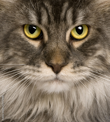 close up of a Maine Coon (2 years old)
