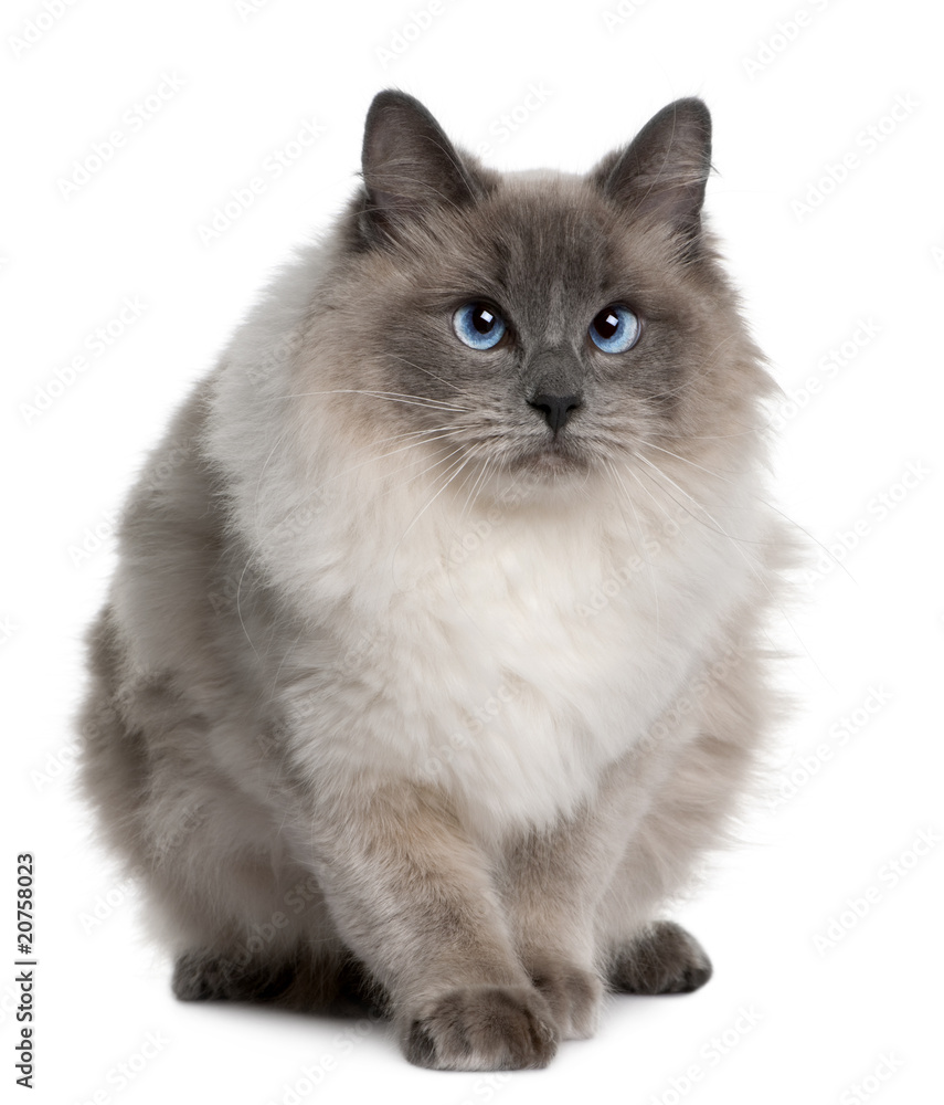 Front view of Ragdoll (1 year old), sitting and looking away