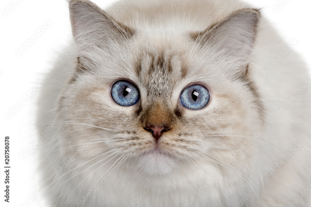 close up of a Ragdoll (10 months old), looking up