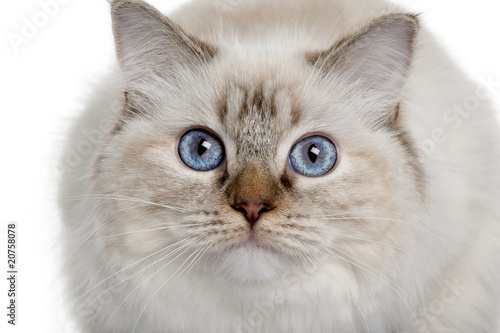 close up of a Ragdoll (10 months old), looking up