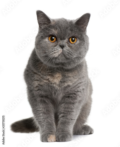 Front view of british shorthair (15 months old), sitting