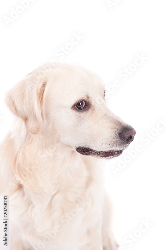 Golden Retriever Portrait © Hugo Félix