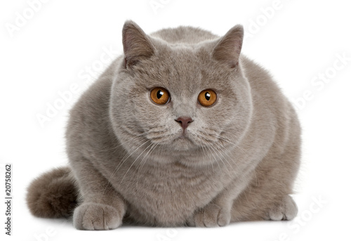Front view of british shorthair (9 months old), lying down