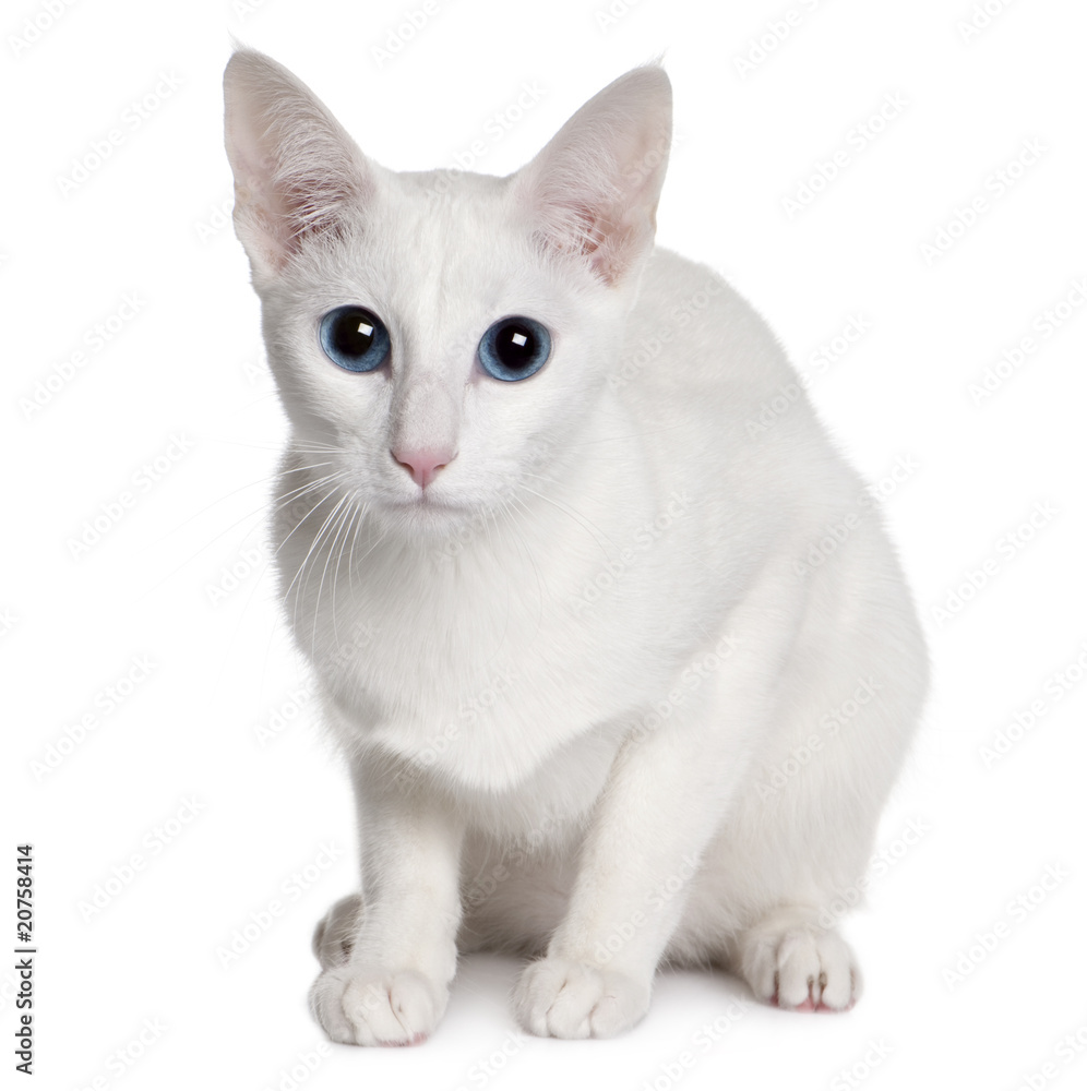 Front view of Oriental Shorthair (11 months old) sitting