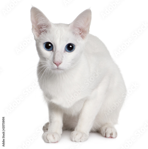 Front view of Oriental Shorthair (11 months old) sitting