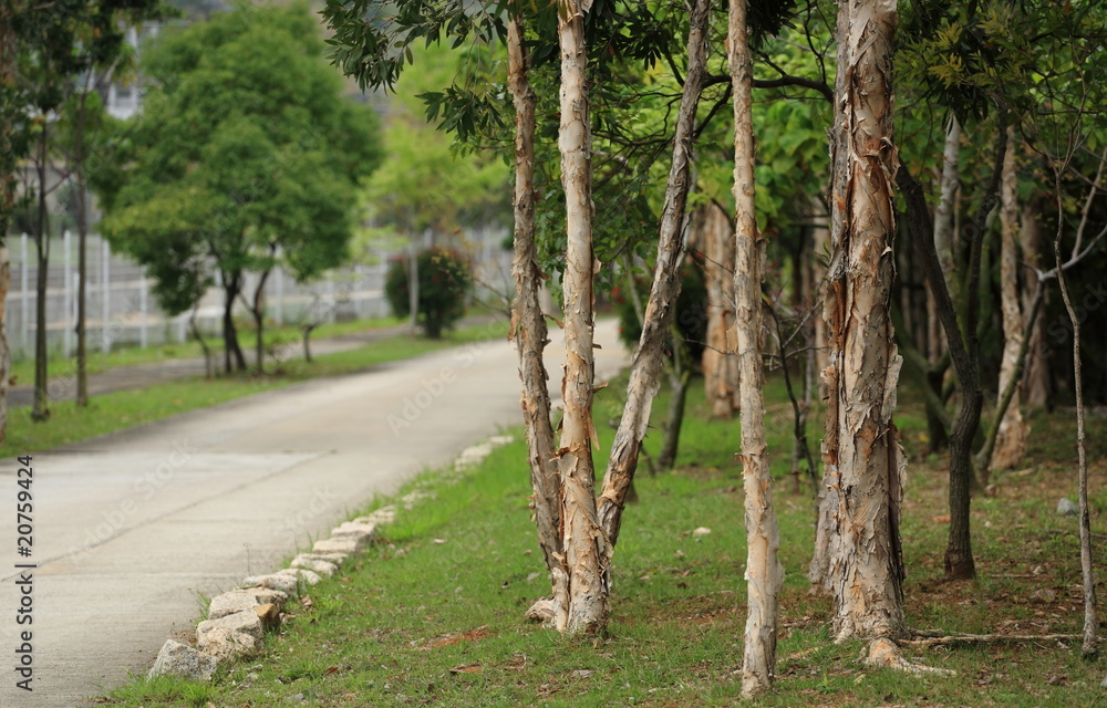 Obraz premium trees and road.