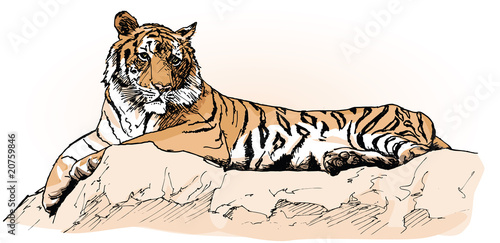 tiger