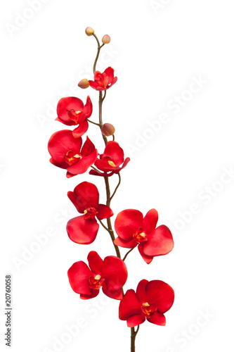 Red orchid flower on white background