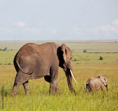 Elephants