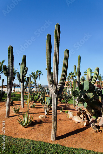 desert plants in a vacation resort in los cabos