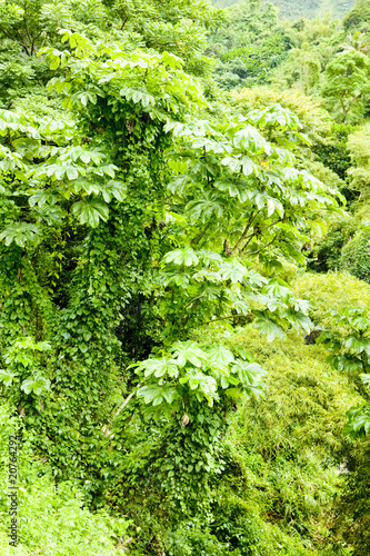 inland of Grenada, Caribbean