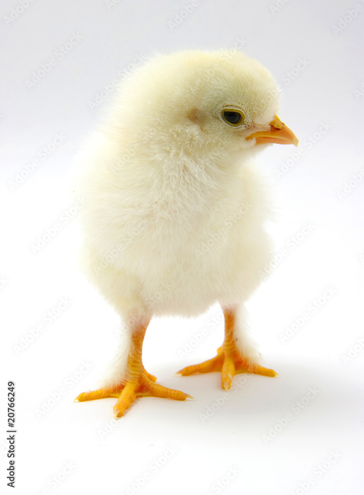 Fototapeta premium a chicken