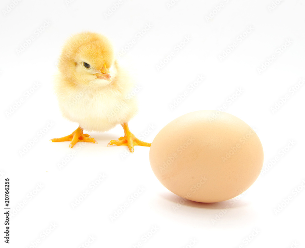 A baby chick