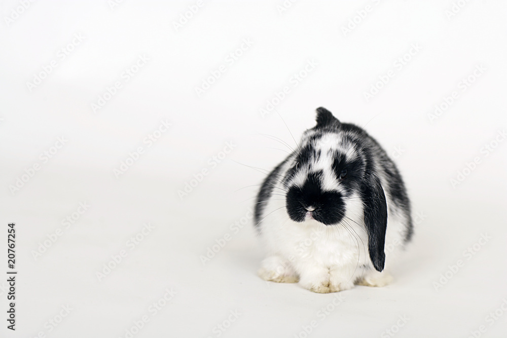 Fototapeta premium Hase