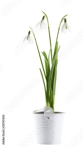 bunch of  snowdrop flowers in a tin basket on white  background