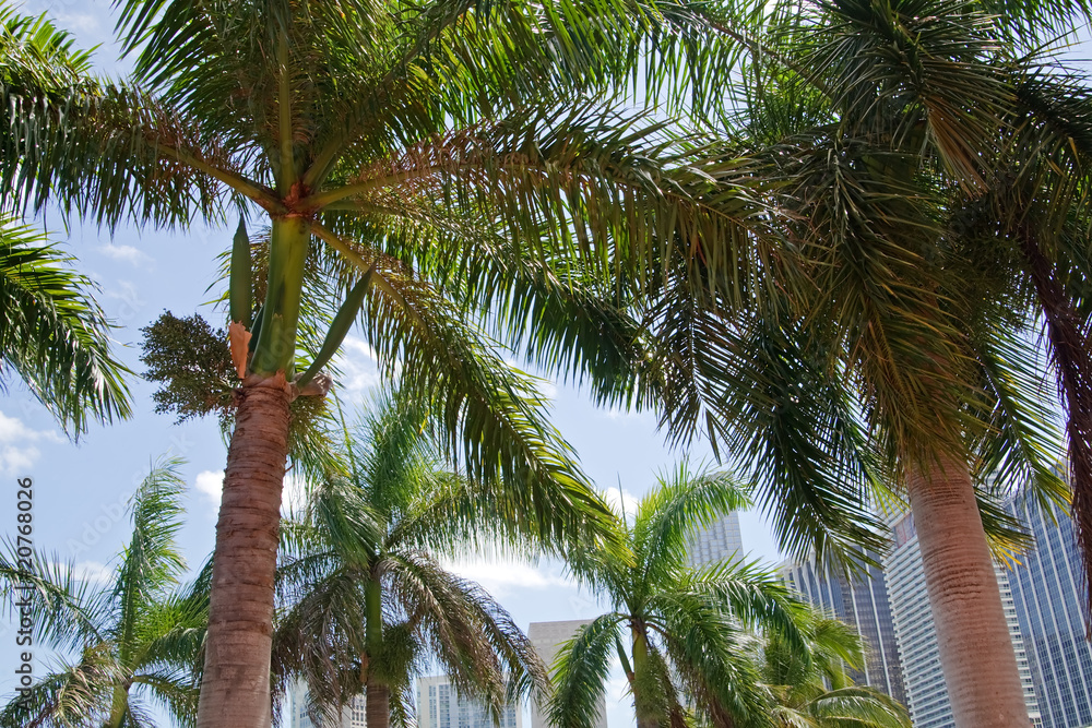 Fototapeta premium Florida 2009