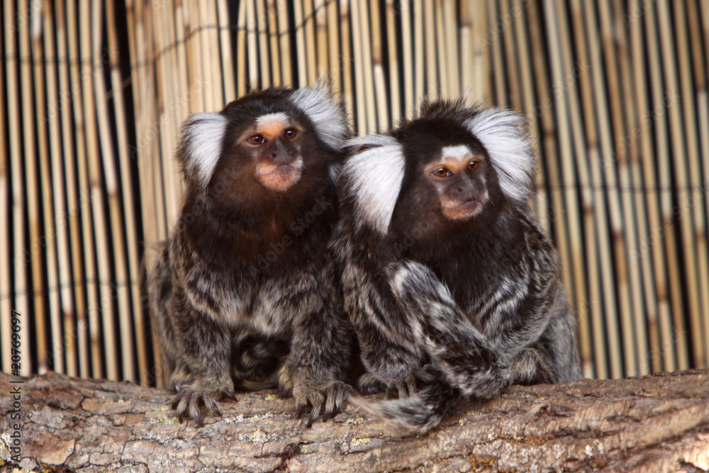 Obraz premium Weißbüscheläffchen