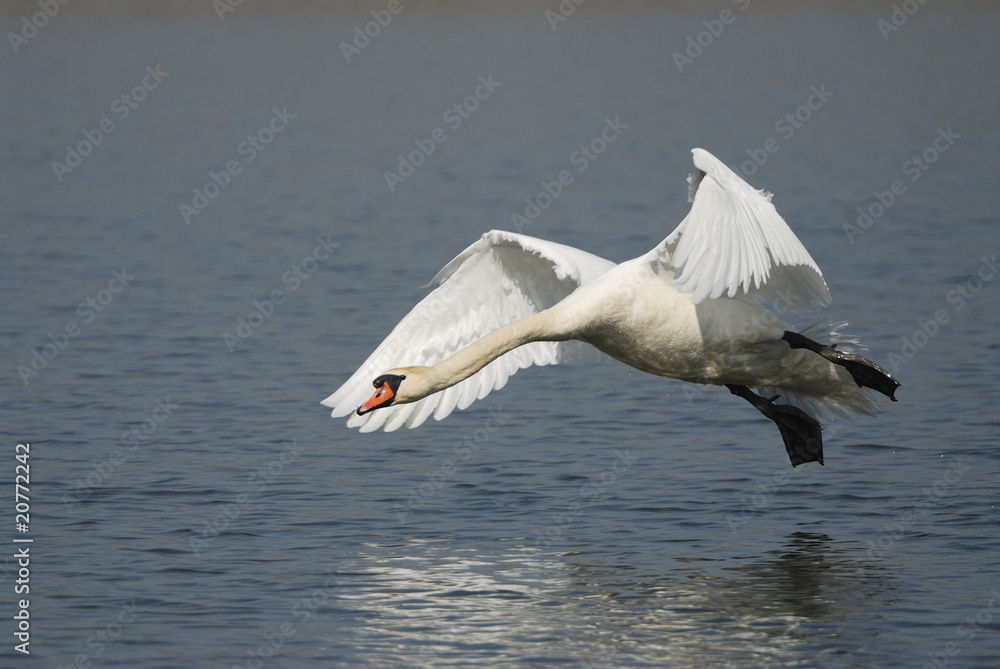 Fototapeta premium Landeanflug