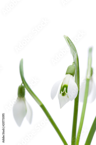 Schneeglöckchen