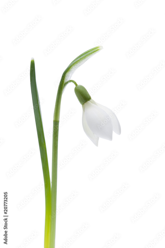 Schneeglöckchen Schneeglöckchen