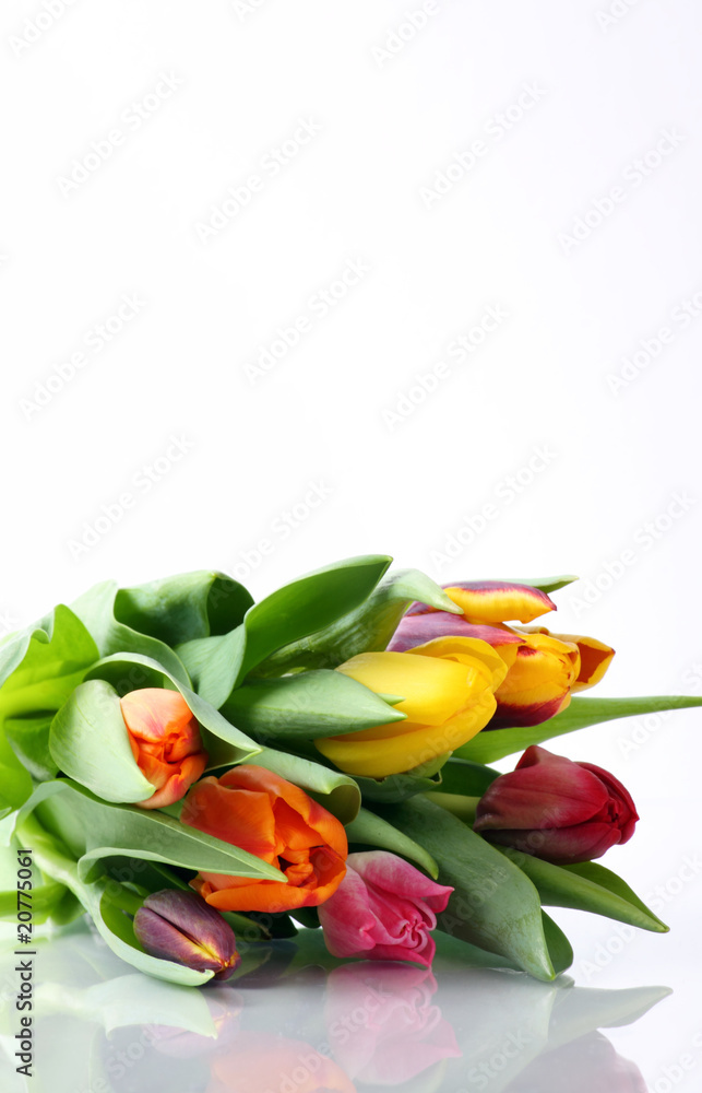 Tulpen Tulpen