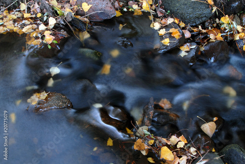 Riachuelo y hojas